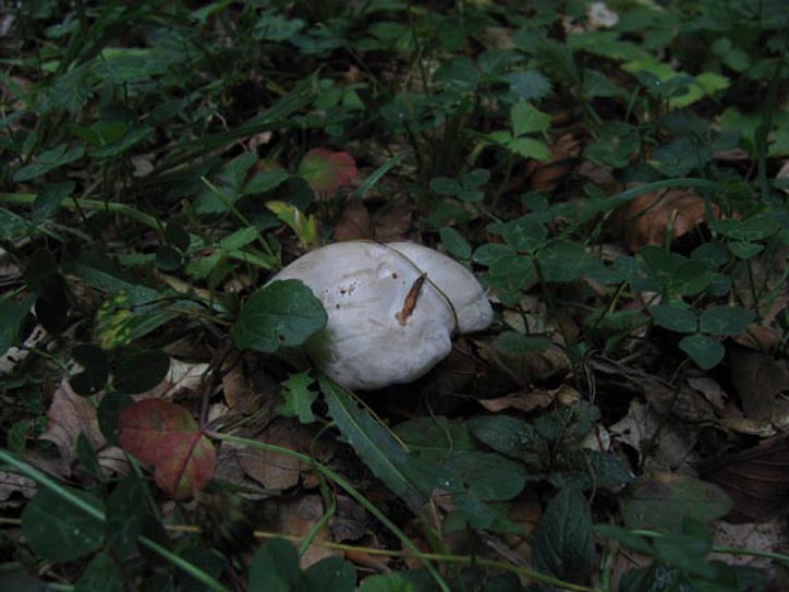Clitopilus prunulus....e altro....